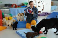 Un homme joue de l'accordéon dans une pièce remplie de chiots
