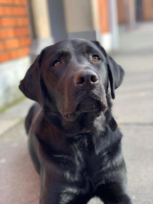 Gros plan sur Napo, un labrador noir