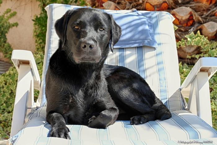 Un labrador noir allongé sur un transat