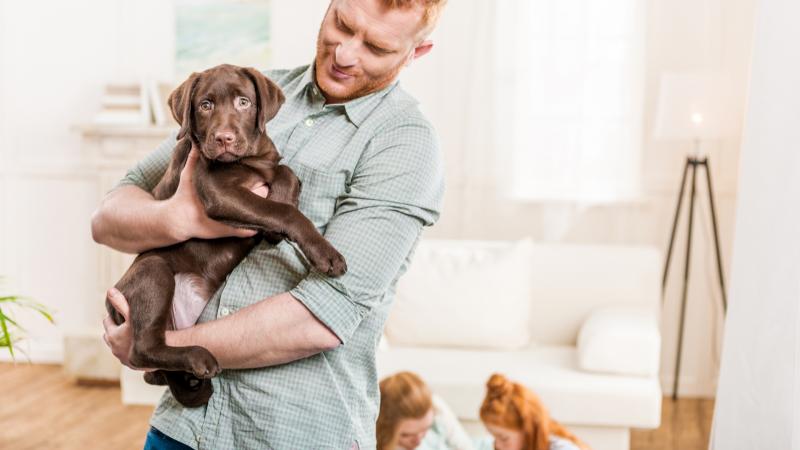un homme tient dans ses bras un chiot labrador marron