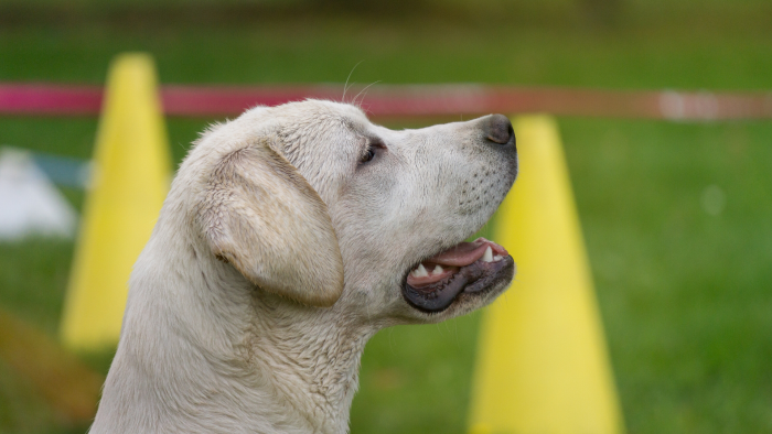 un labrador blanc de profil devant des cônes jaunes 