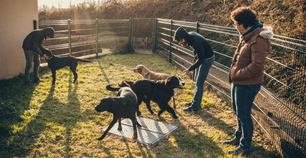 les élèves jouent avec les chiens guides dans un enclos