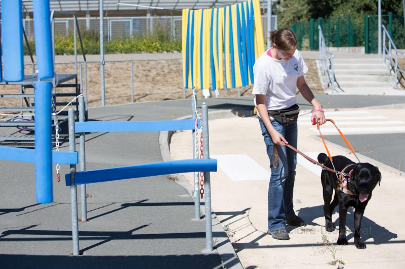 une éducatrice donne un cours d'éducation a un chien guide