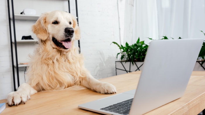 Un golden retriever se tiens devant un bureau avec un ordinateur