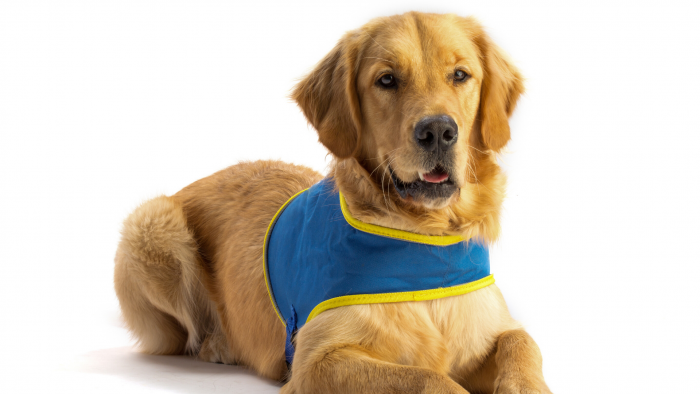 Un golden retriever avec un gilet chien guide