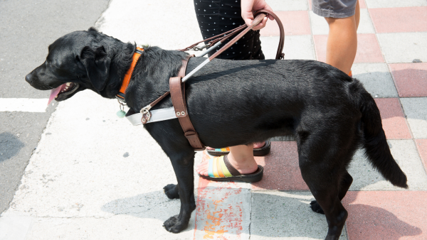 Un labrador noir avec un harnais sur le dos 