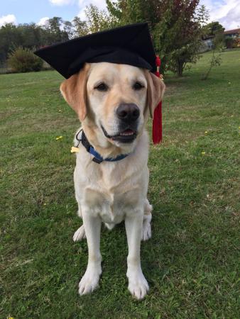 un labrador porte un chapeau de diplomé