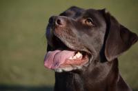 un labrador chocolat tire la langue